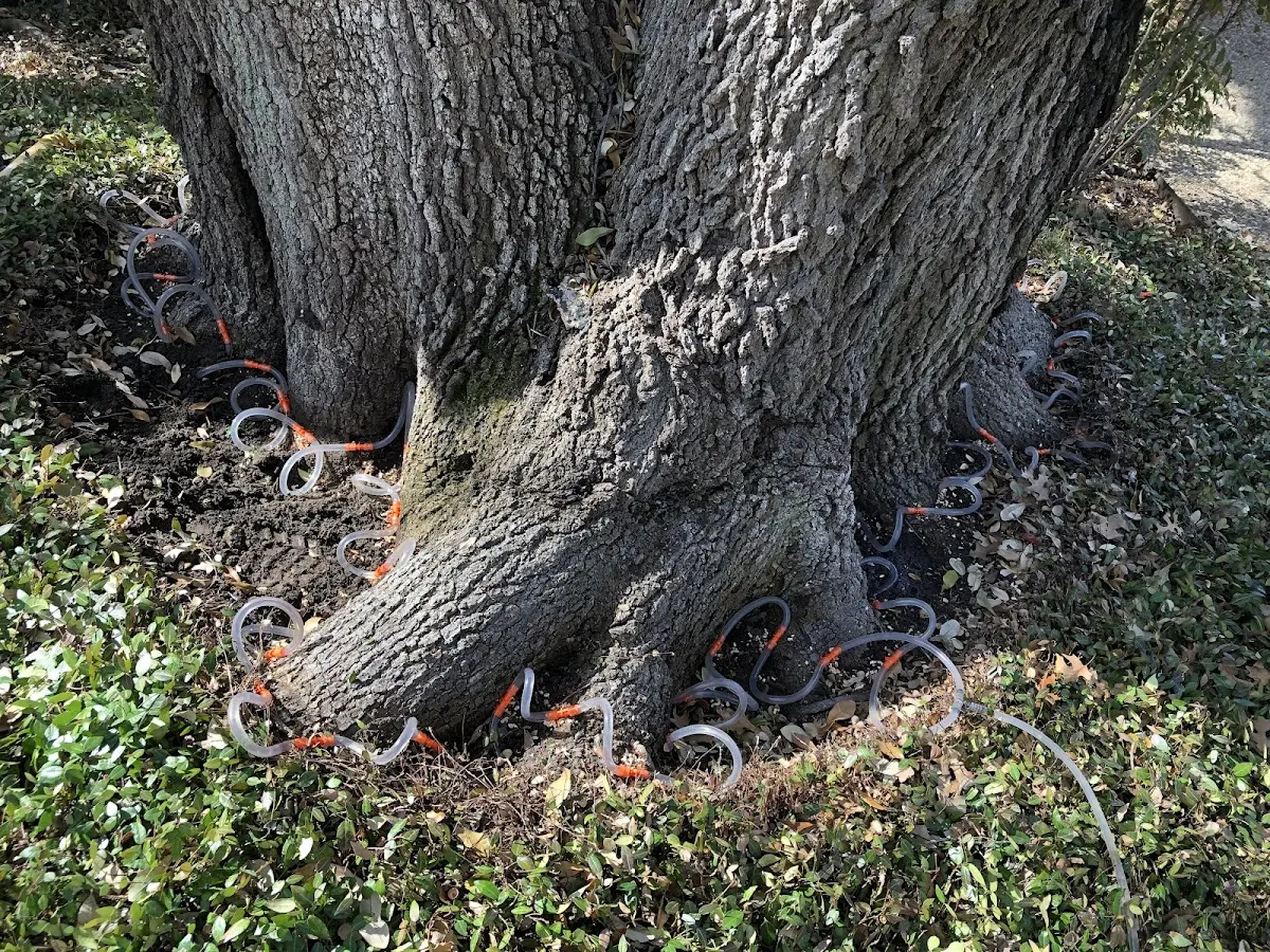 Detailed Tree Cabling and Bracing job site in New Richland