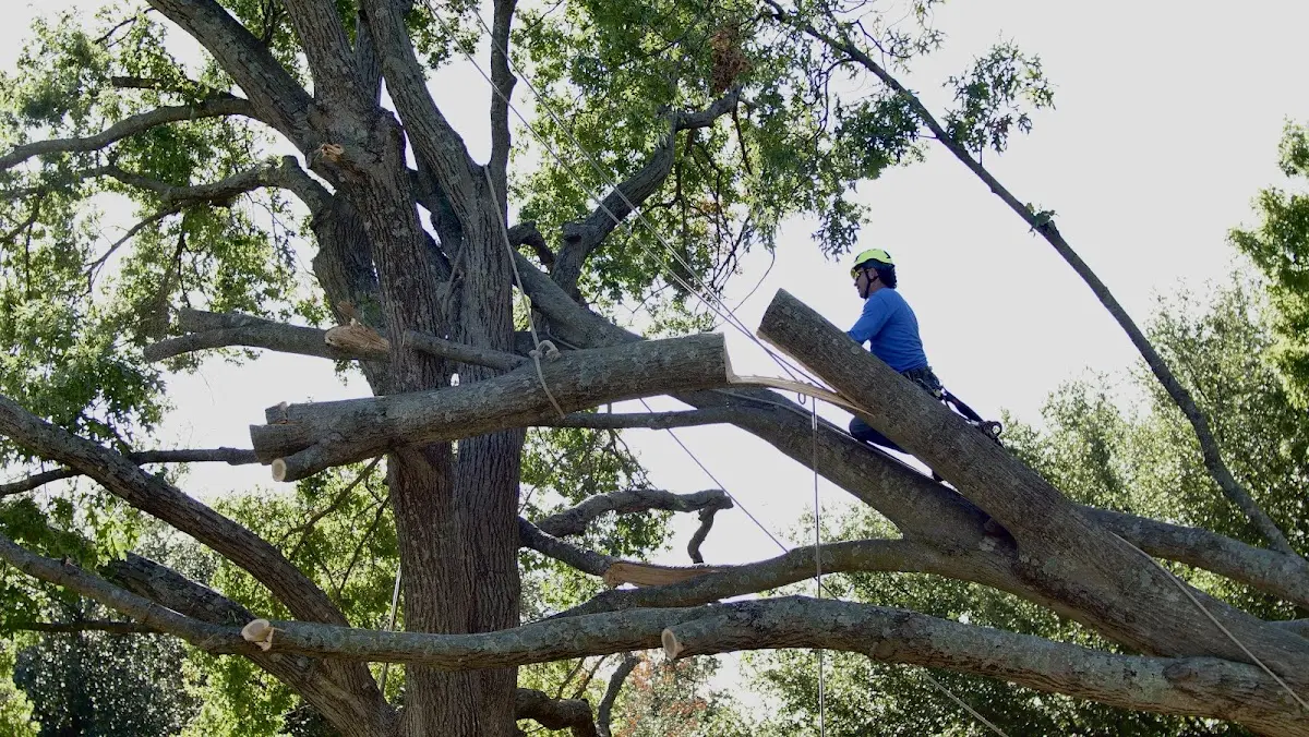 Professional Hazardous Tree Removal performed by certified arborists in New Richland