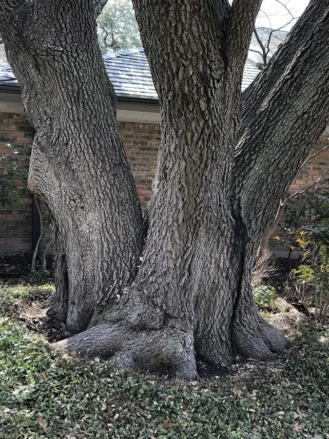 Mature heritage tree close to a New Richland property cared for by certified arborists